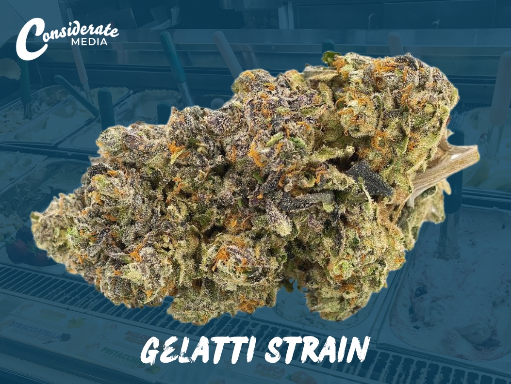 The Gelatti Strain Gelato x Biscotti