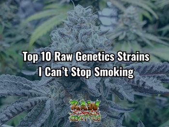 Top 10 Raw Genetics Strains I Can't Stop Smoking